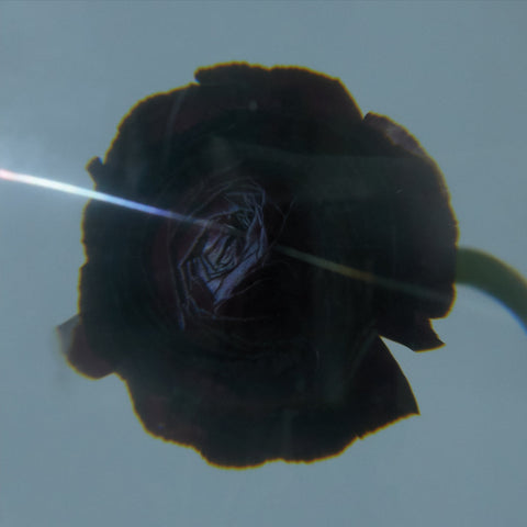 PABLO'S EYE : DARK MATTER [ STROOM ]
