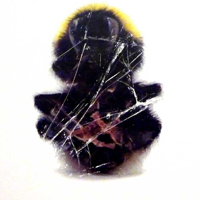 Deadbeat Wall Dimensions 3LP